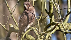 Mäusebussard (12).jpg